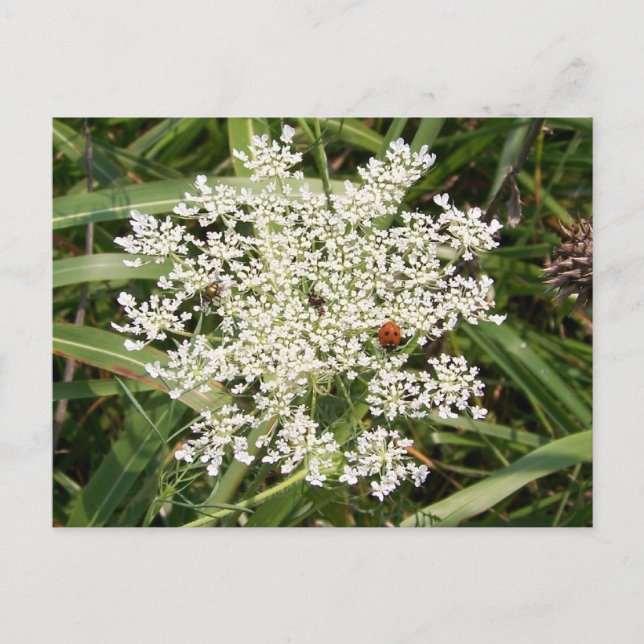 Ladybug on Yarrow Postcard (Front)