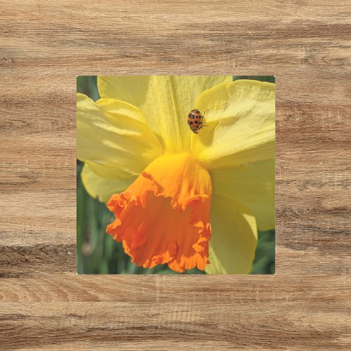 Ladybug on Yellow Daffodil Floral Metal Print