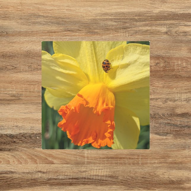 Ladybug on Yellow Daffodil Floral Metal Print (In Situ)