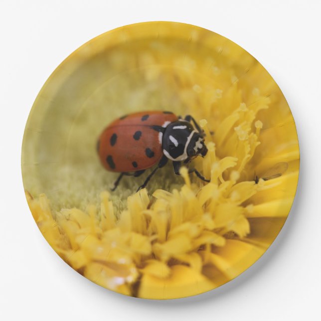 Ladybug      paper plates (Front)