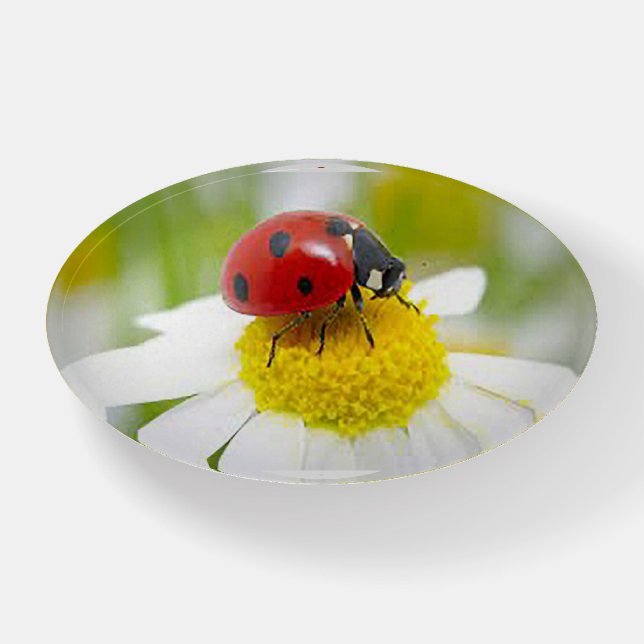 Ladybug Paperweight (Front)
