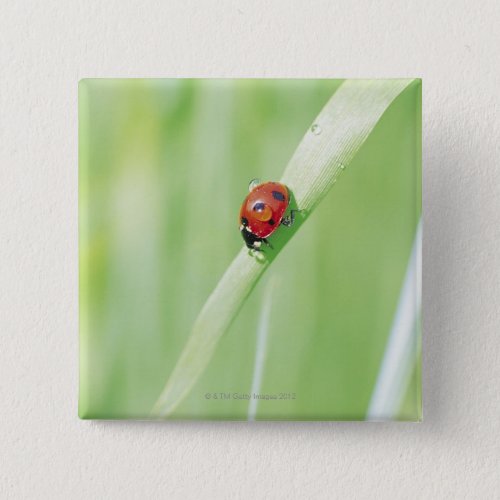 Ladybug Pinback Button