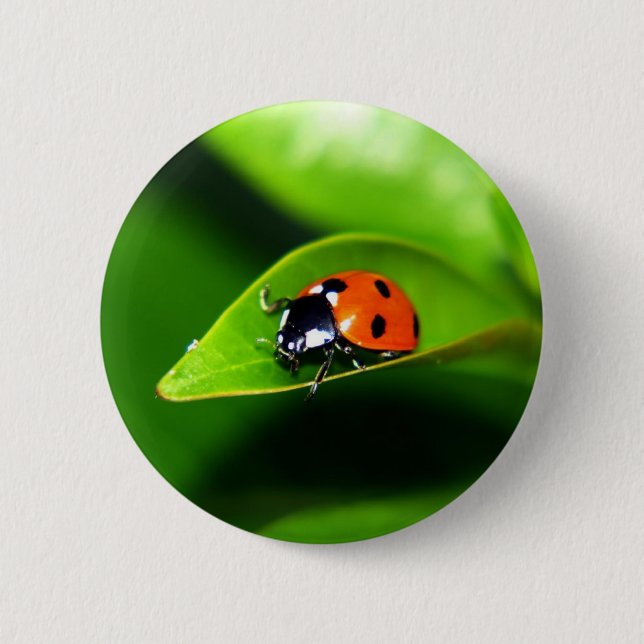 Ladybug Pinback Button (Front)