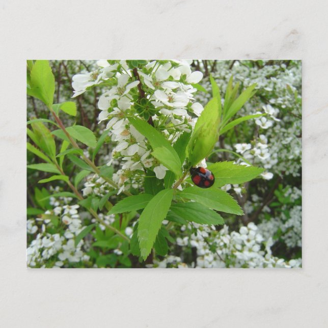 Ladybug Postcard (Front)