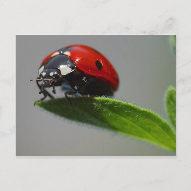 Ladybug Postcard (Front)
