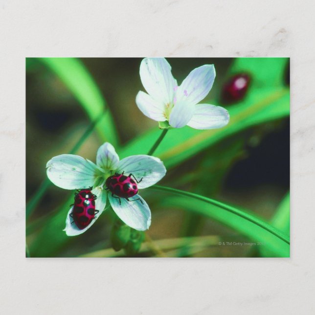 Ladybug Postcard (Front)