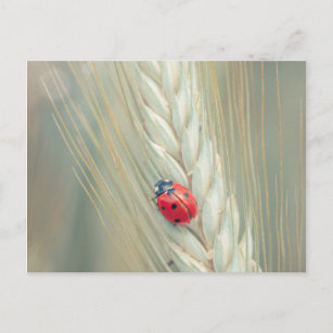 Ladybug Postcard
