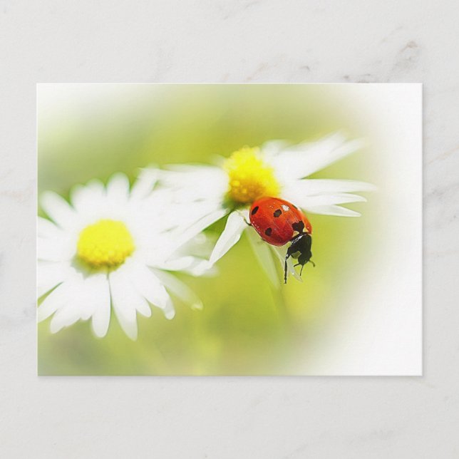 Ladybug Postcard (Front)