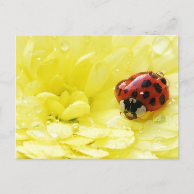Ladybug Postcard (Front)