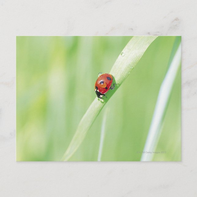 Ladybug Postcard (Front)
