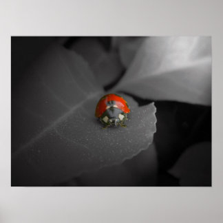 Ladybug Poster