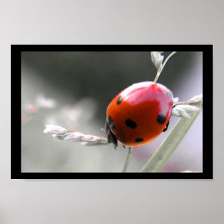 Lady Bug Posters | Zazzle