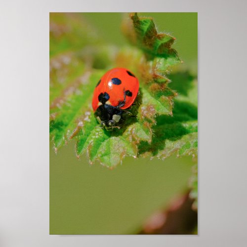 Ladybug Poster