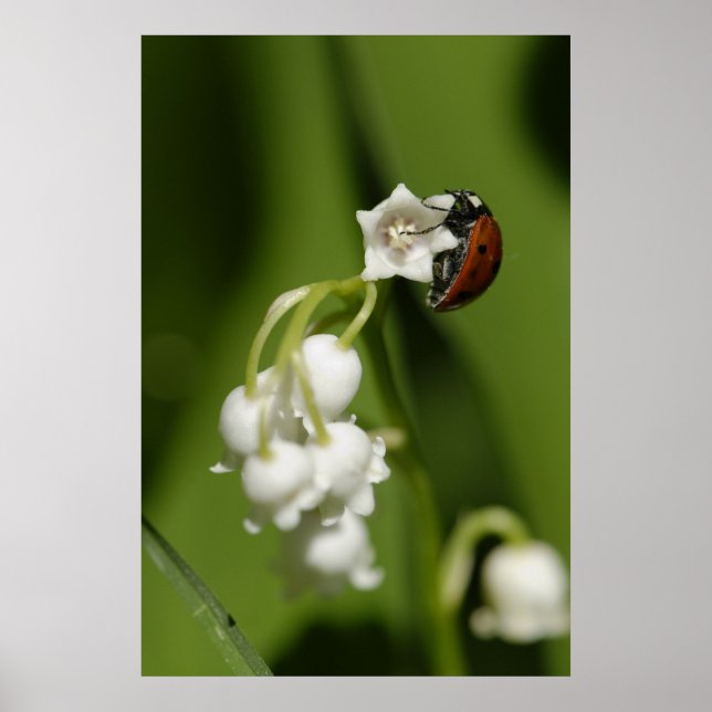 Ladybug Poster (Front)