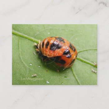 Ladybug Pupa Calendar ~ Chubby Business Card by Andy2302 at Zazzle