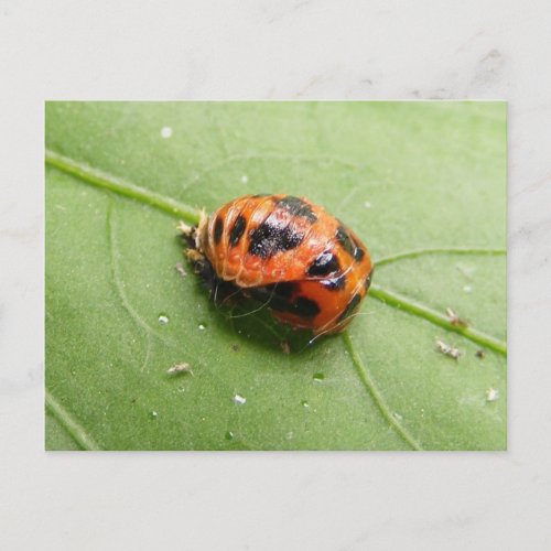 Ladybug Pupa  postcard