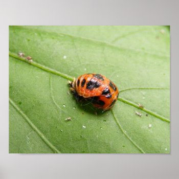 Ladybug Pupa ~ Print by Andy2302 at Zazzle