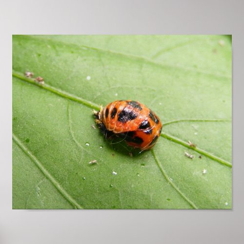 Ladybug Pupa  print