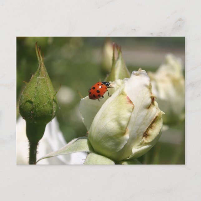 LadyBug Rosebud Post Card (Front)
