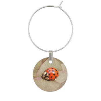 Ladybug Sphere ~ Wine Charm by Andy2302 at Zazzle
