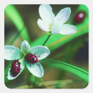 Ladybug Square Sticker