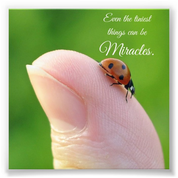 Ladybug Tiny Miracles Quote Square Photo Print
