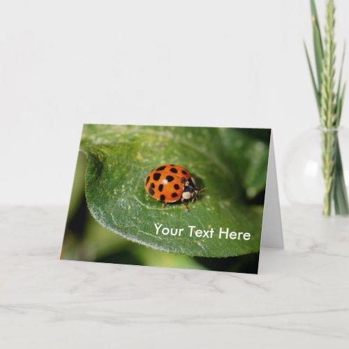 Ladybug Up Close Nature Photo Card