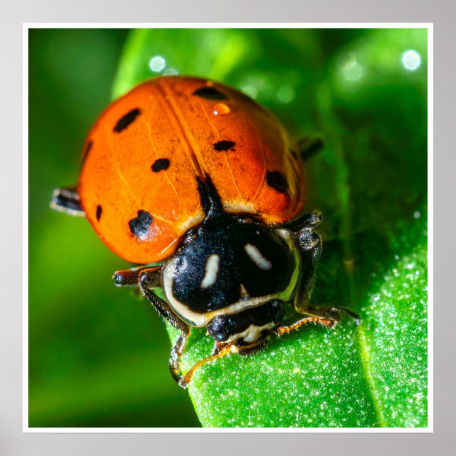 Ladybug Wall Art | Bright Macro Nature Print (Front)