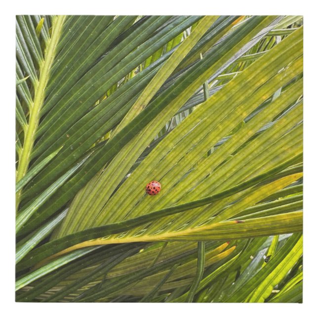 Ladybug where are you going? faux canvas print (Front)