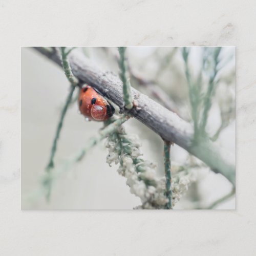 ladybug with droplet on a branch postcard