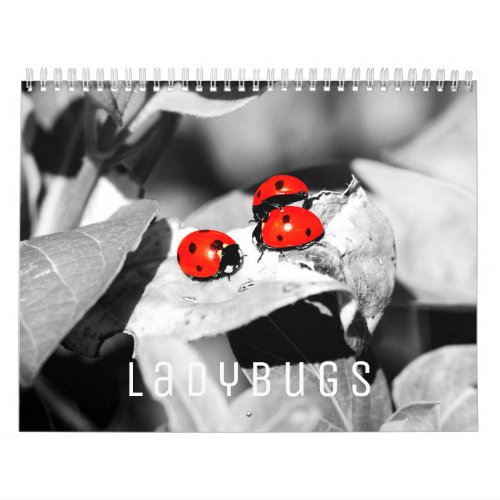 Ladybugs 1 Wall Calendar