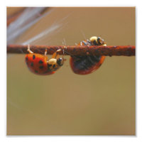 Ladybugs Balancing Close Up 8x8