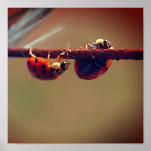 Ladybugs Balancing Close Up Poster