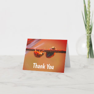 Ladybugs Balancing Nature Thank You Card
