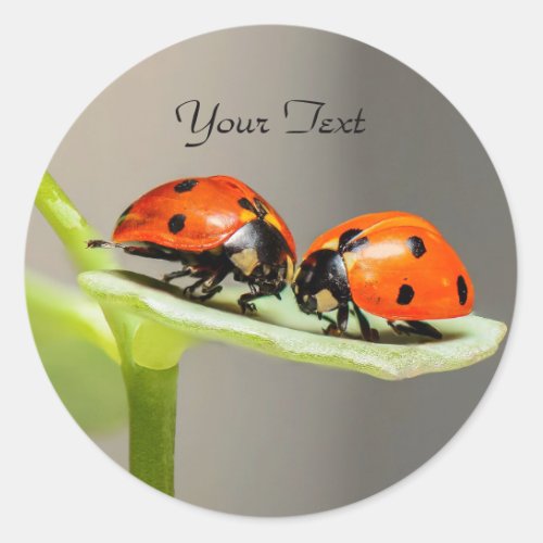 Ladybugs Beetles Classic Round Sticker