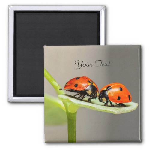 Ladybugs Beetles Magnet