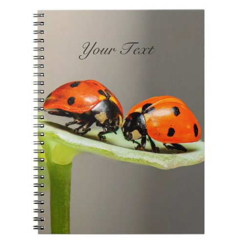 Ladybugs Beetles Notebook