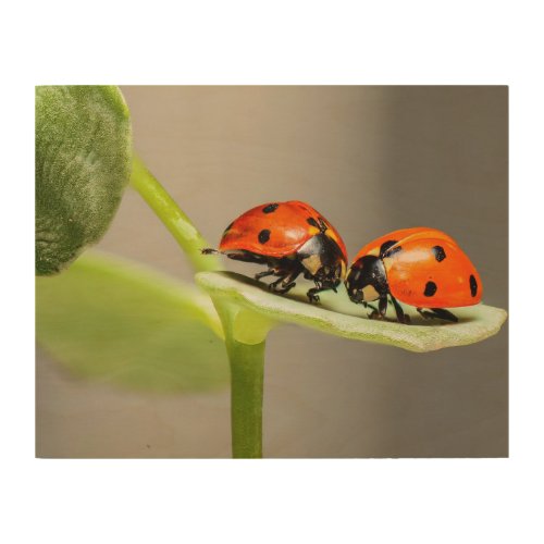 Ladybugs Beetles  Wood Wall Art