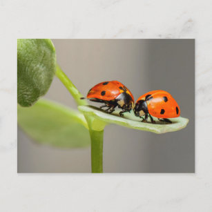 Ladybugs card