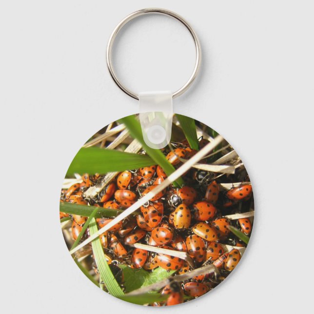 Ladybugs (Coccinellidae) Keychain (Front)