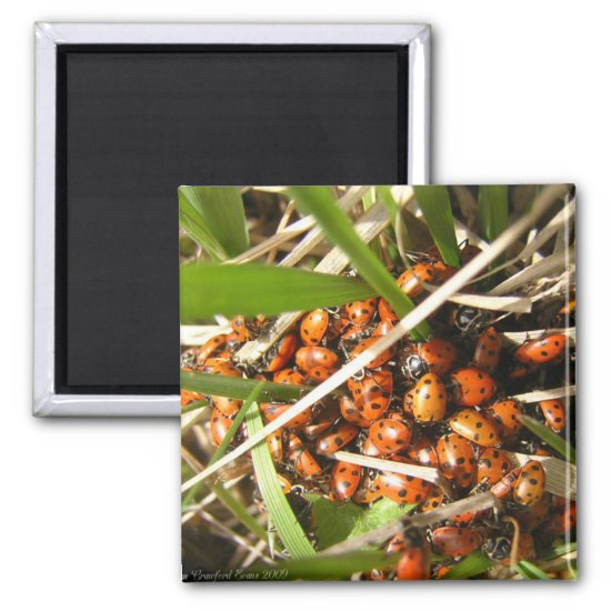 Ladybugs (Coccinellidae) Magnet
