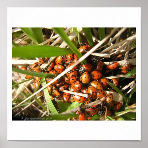 Ladybugs Coccinellidae Poster