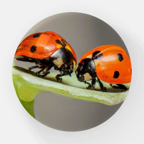 Ladybugs Glass Paperweight