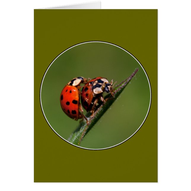 Ladybugs In Love Cards (Front)