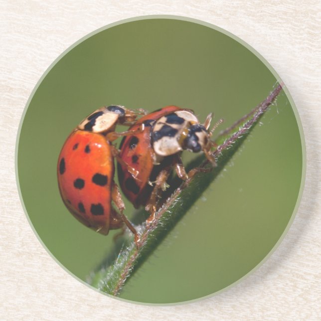 Ladybugs In Love Drink Coaster (Front)