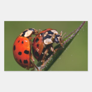 Ladybugs In Love Rectangular Sticker