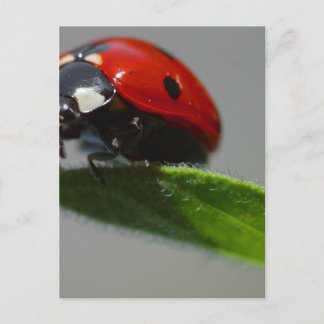 Ladybugs Insects Postcard