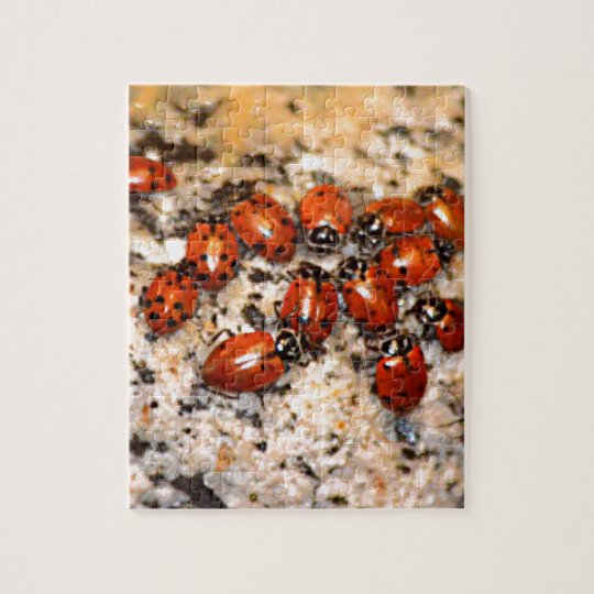 Ladybugs Jigsaw Puzzle | Zazzle.com