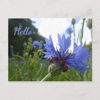 Ladybugs Meeting on Cornflower HELLO Postcard