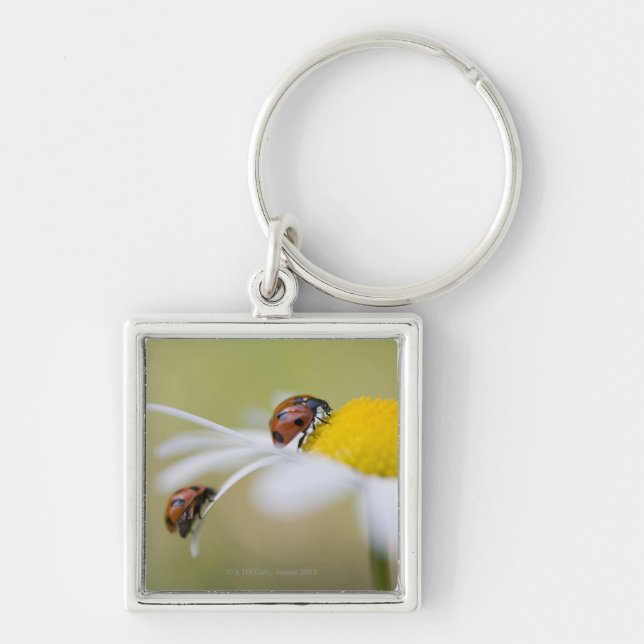 Ladybugs on an oxeye daisy, Biei, Hokkaido, Keychain (Front)